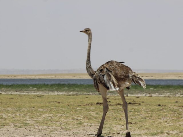 Safari3