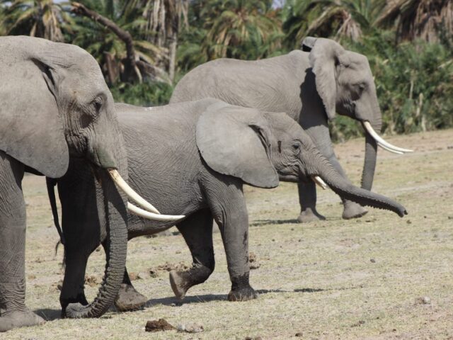 Safari4